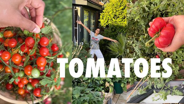 Gardening in GROW BAGS - How to grow tomatoes in UK